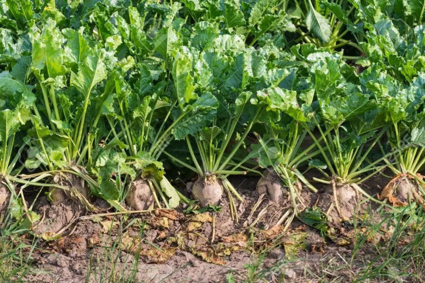 الزراعة الآلية تعيد تشكيل إنتاج بنجر السكر