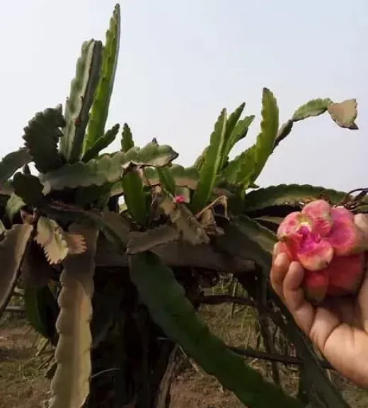 الفاكهة الاستوائية تساهم في تقليل استهلاك المياه الزراعية