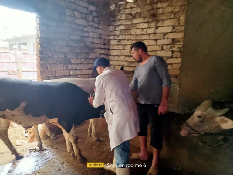 الخدمات البيطرية: 6.5 مليون جرعة ضد الأوبئة بالشرقية