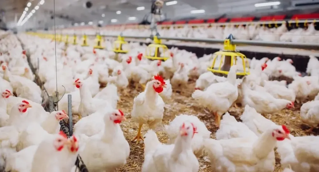 تراجع أسعار الدواجن يهدد المربين وينذر بانهيار السوق