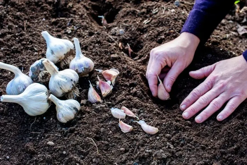 دليل زراعة الثوم لزيادة الإنتاج وتقليل الأمراض النباتية