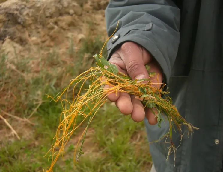 حامول البرسيم يواصل تدمير المحاصيل بسبب التقاوي الملوثة