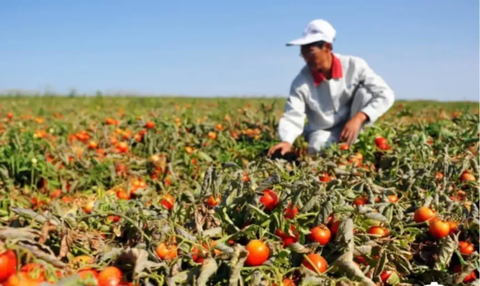 بدء موسم حصاد محصول الطماطم في إسنا