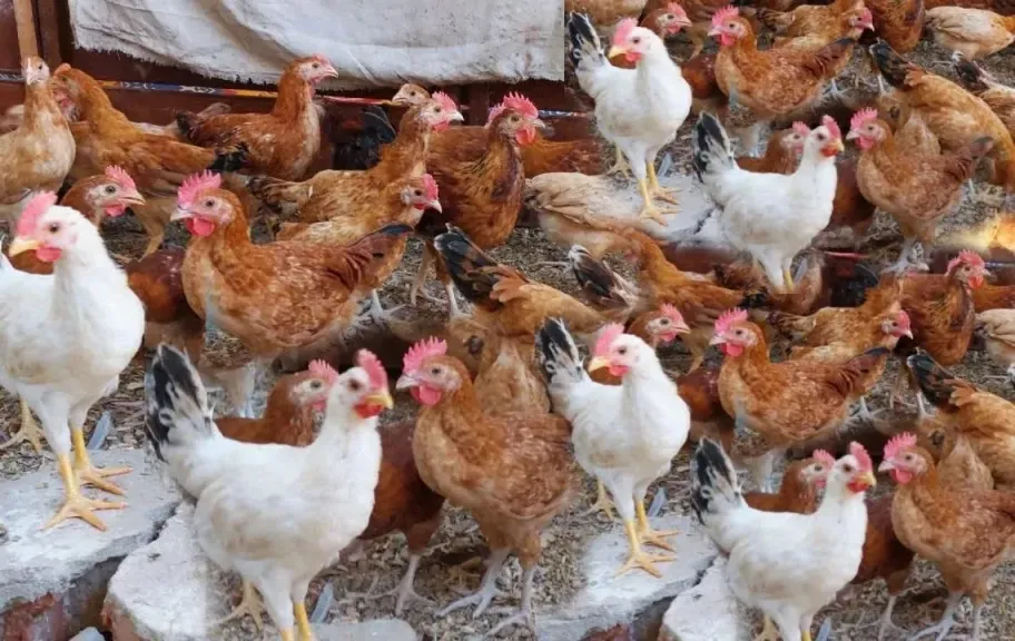 أسعار الفراخ في مصر اليوم الأحد 23 - 11 - 2025