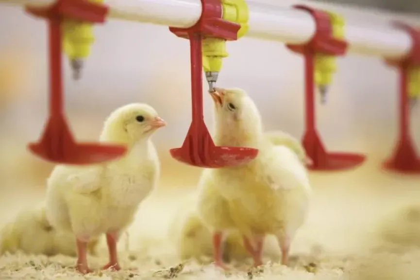 أسعار الكتاكيت في الشركات  اليوم الأحد 23 - 11 - 2025