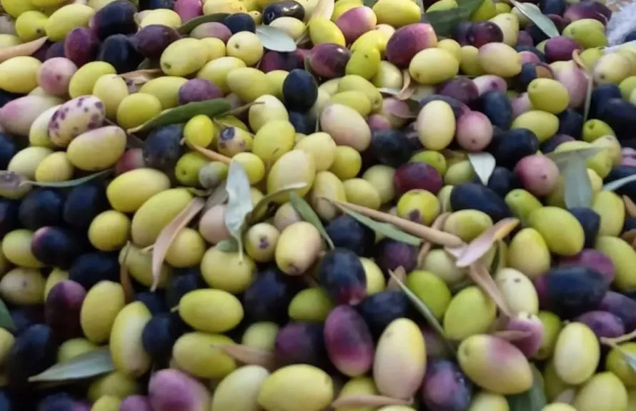 حصاد الزيتون في مطروح وسيوة يفتح آفاق التصدير الدولية