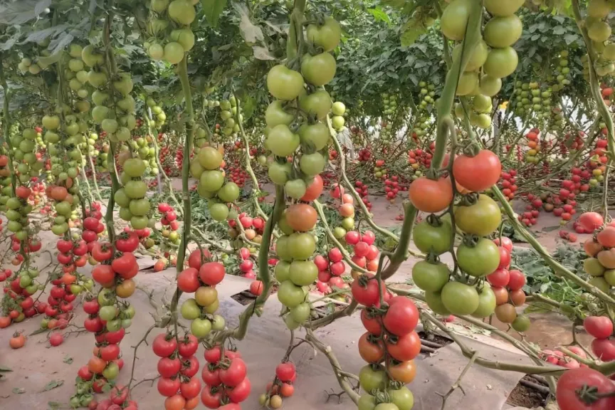 نقص الطماطم في المغرب يقترب مع حلول فبراير