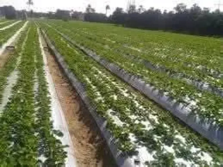 تعرف على أسرار حماية محصول الفراولة من الأمطار والصقيع