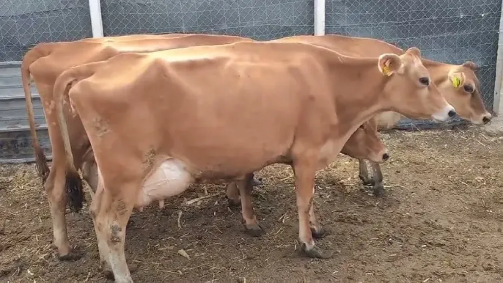 مصدر بالزراعة ينفي إطلاق سلالة جيرسي بيور المحسنة وراثيا ضمن مشروع البتلو