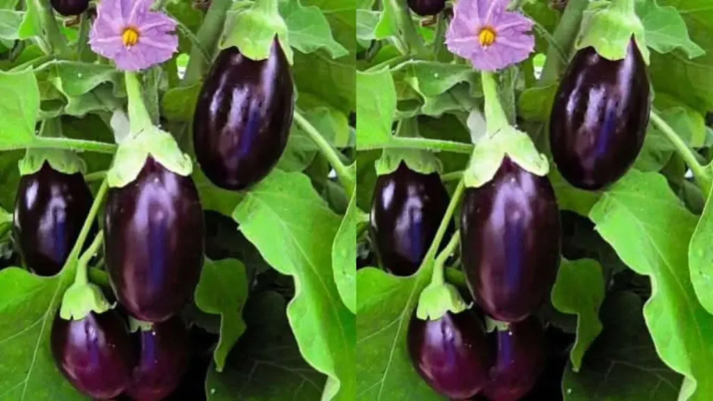 انتشار الفيتوبلازما يفرض تدخلًا عاجلًا لحماية محصول الباذنجان