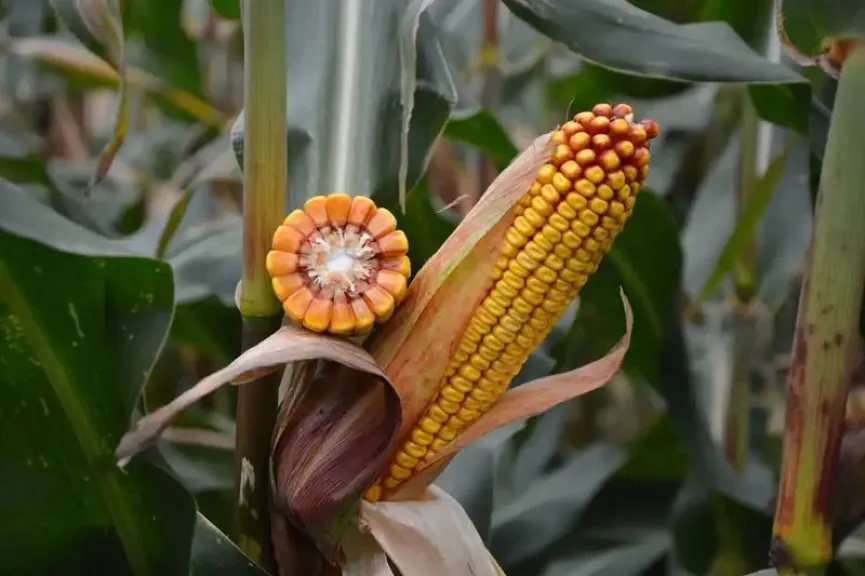 الذرة عالية البروتين تغير قواعد سوق الأعلاف في الصين