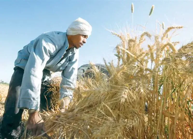 الاكتفاء الذاتي من المحاصيل يدعم مواجهة تحديات التغير المناخي