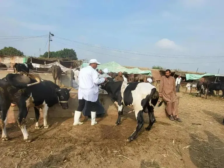 خبراء يكشفون تفاصيل انتشار الحمى القلاعية سات 1 بمصر