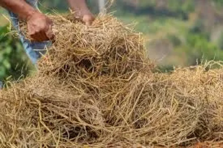 نجاح كبير لمنظومة قش الأرز في 7 محافظات وإنتاج 4800 طن أسمدة عضوية