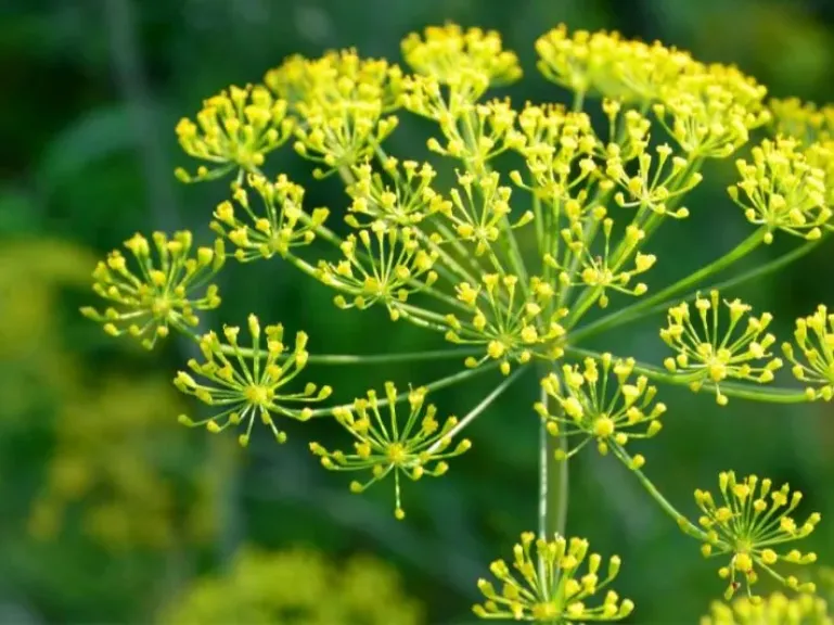 تعرف على فوائد الشبت العطرية والجمالية