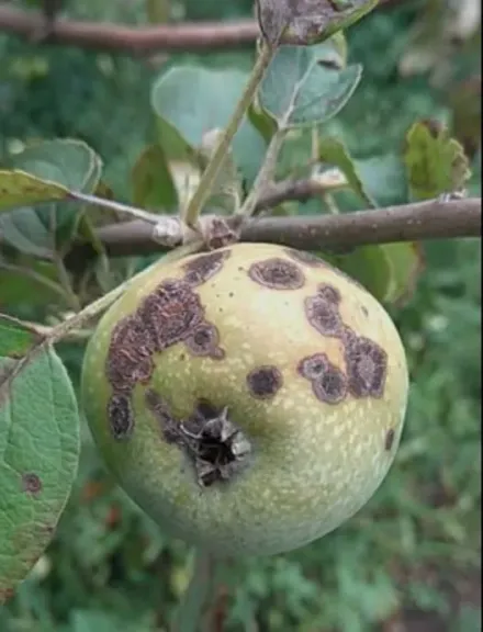 مرض ”جرب التفاح” يهدد الإنتاج وهذه أهم التوصيات اللازمة