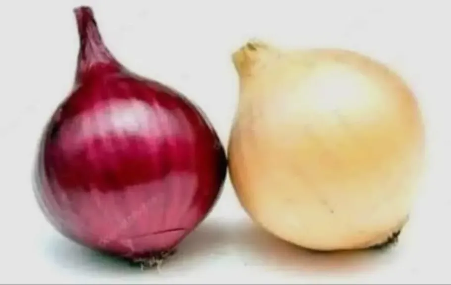 البصل الأحمر والأبيض.. فروق زراعية وفوائد غذائية وتوصيات هامة للمزارعين