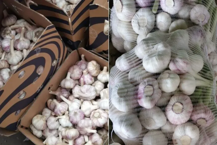 تمدد كبير في زراعة الثوم المصري بدعم من الطلب العالمي