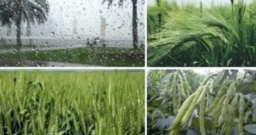 استقرار الطقس يعزز جاهزية الحقول للعمليات الزراعية