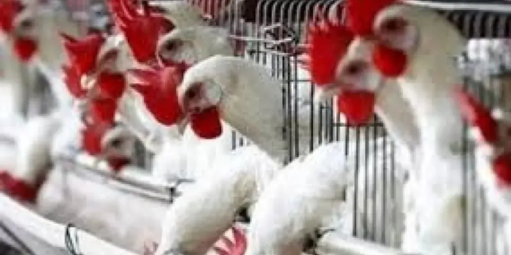 الزراعة تطلق خطة طوارئ شاملة لحماية الثروة الداجنة من إنفلونزا الطيور