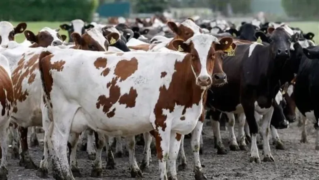 دليل المربين للتقديم في برنامج تحسين السلالات