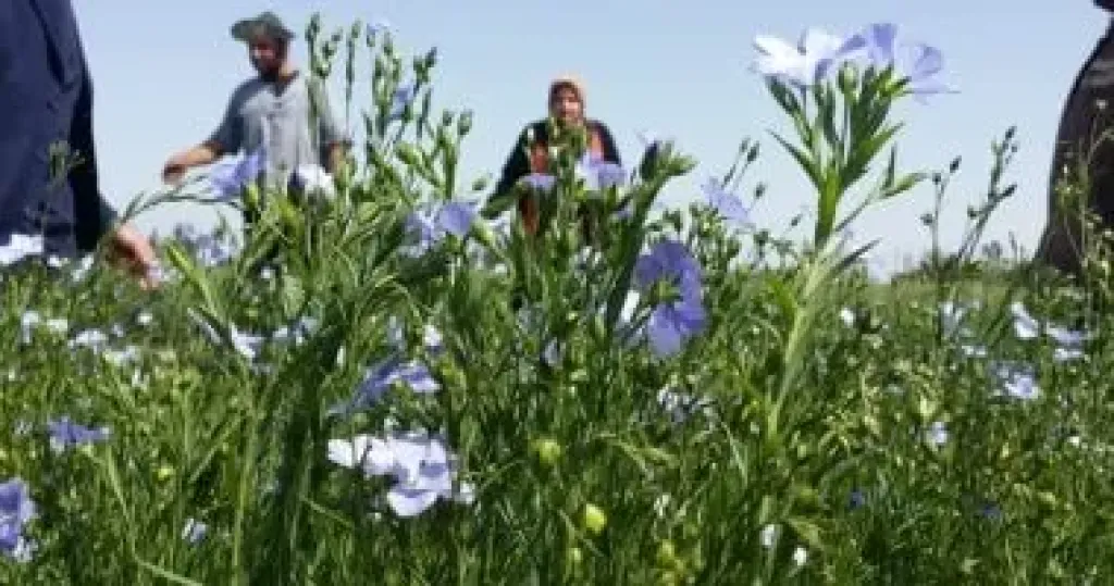 زراعة الكتان المبكرة تنقذ المحصول من الانخفاض الحاد