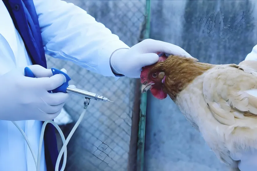 مصر تتخذ خطوات حاسمة لمكافحة انفلونزا الطيور