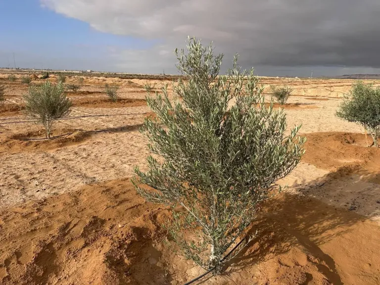 زراعة الزيتون تتصدر خطط التنمية الزراعية لعام 2026