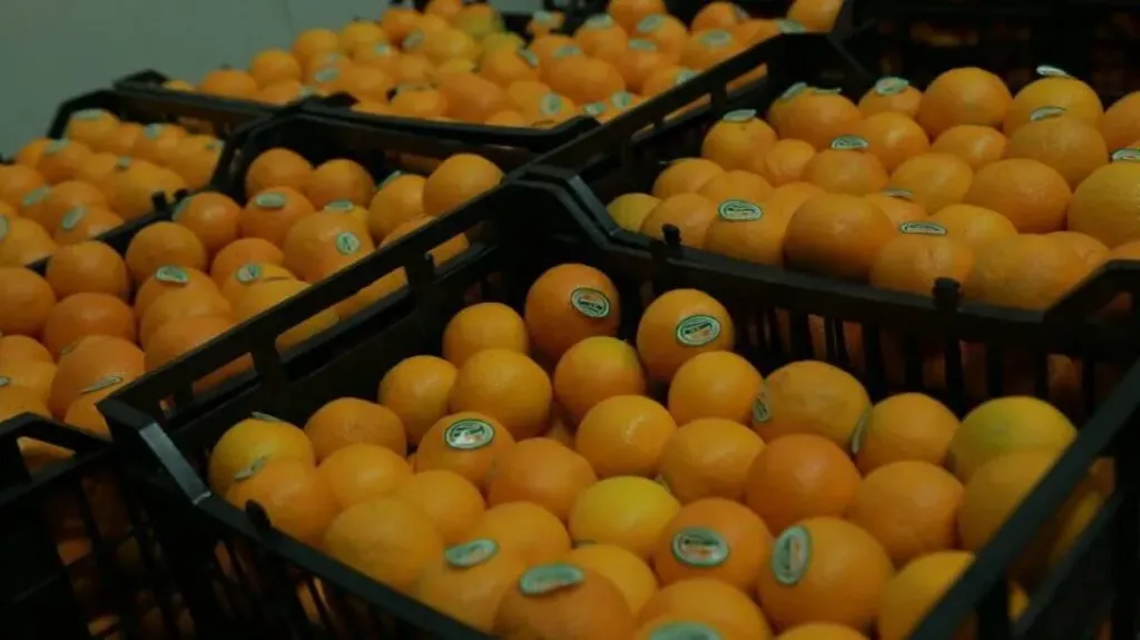موسم البرتقال 2026 بين التحديات والفرص..  ماذا ينتظر مزارعي ومصدّي أورنج مصر؟