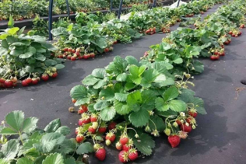 إنتاج الفراولة 2025-2026.. موسم واعد وفرص تصدير