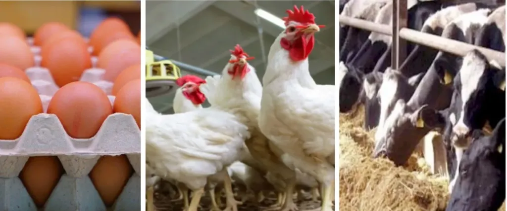 الزراعة: 800 ترخيص لأنشطة الإنتاج الحيواني والداجني خلال نوفمبر.. و579 تسجيلة أعلاف