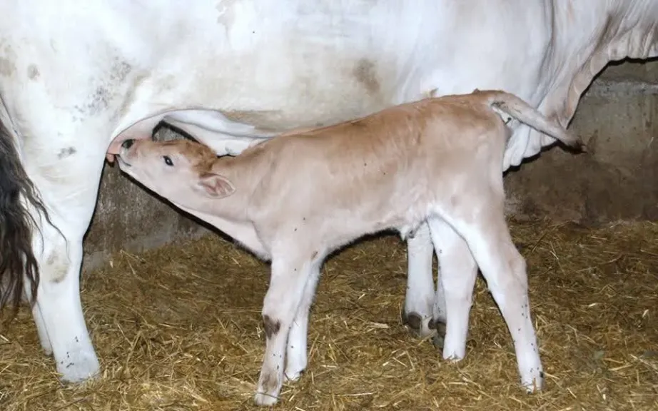 خطوات تطبيق التغذية السليمة للعجول للوصول لفطام آمن