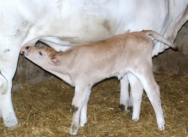 خطوات تطبيق التغذية السليمة للعجول للوصول لفطام آمن