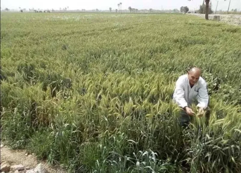 زراعة الإسكندرية تطلق موسم القمح بخطة لدعم المزارعين ورفع الإنتاجية