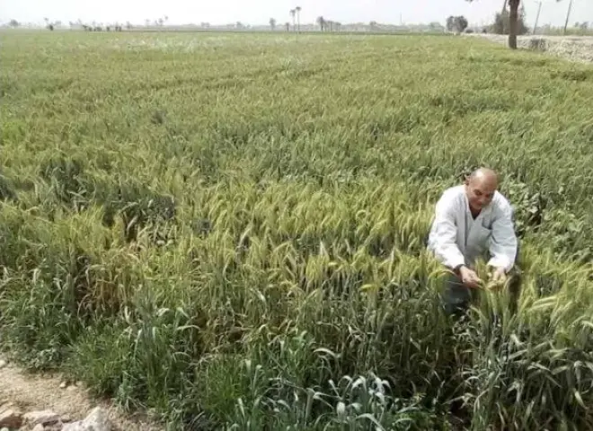 زراعة الإسكندرية تطلق موسم القمح بخطة لدعم المزارعين ورفع الإنتاجية