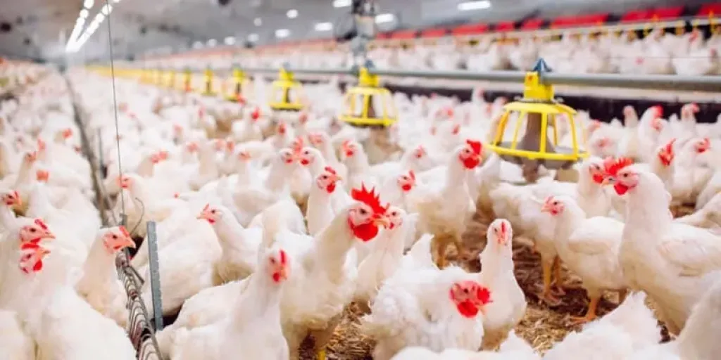 أسعار الفراخ في مصر اليوم السبت 29 - 11 - 2025