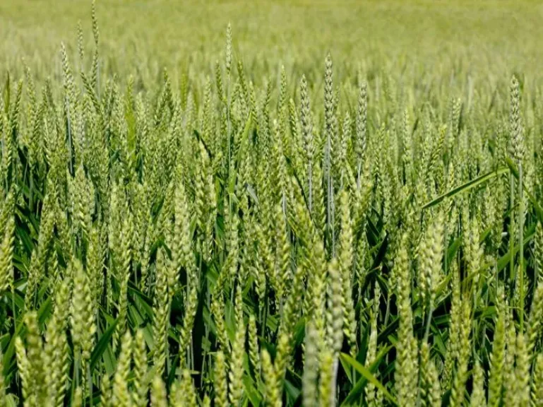 توصيات عاجلة للمزارعين لمواجهة تقلبات الطقس