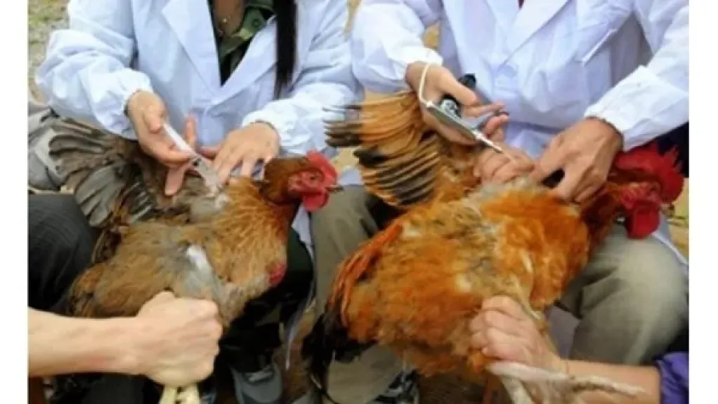 خبيرة بيطرية تكشف أهمية فترة السحب للمضادات الحيوية