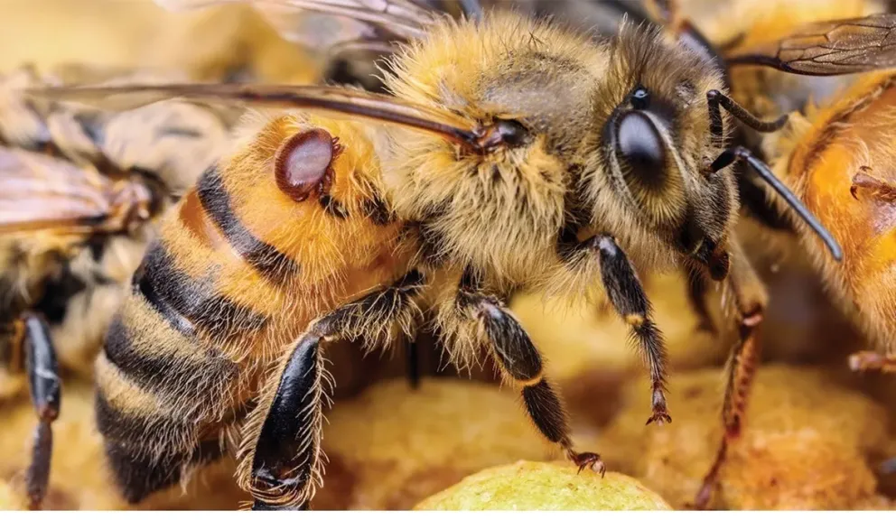 سلوك النحل في الخلية الحقيقية يوضح الشائعات المنتشرة