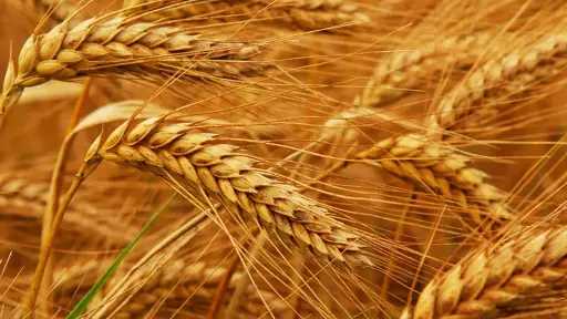 اكتفاء القمح يقود تحول اثيوبيا نحو الاستقلال الغذائي