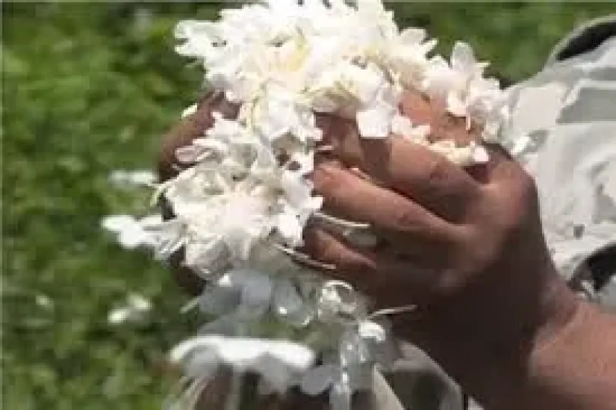 مصر تتقدم عالميًا في إنتاج النباتات الطبية والعطرية