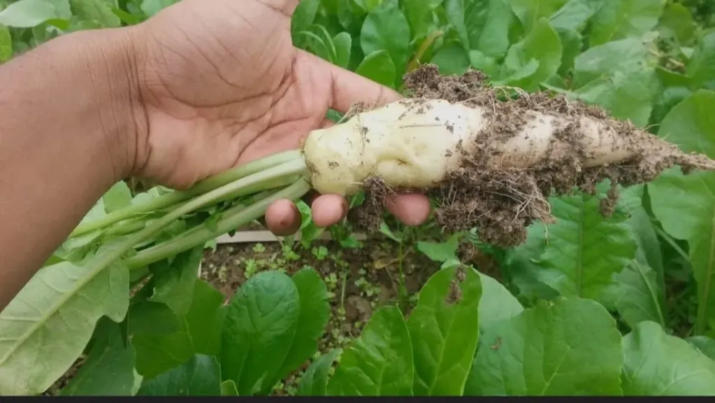 التوصيات الفنية والمعاملات الزراعية لمحصول الفجل خلال شهر ديسمبر