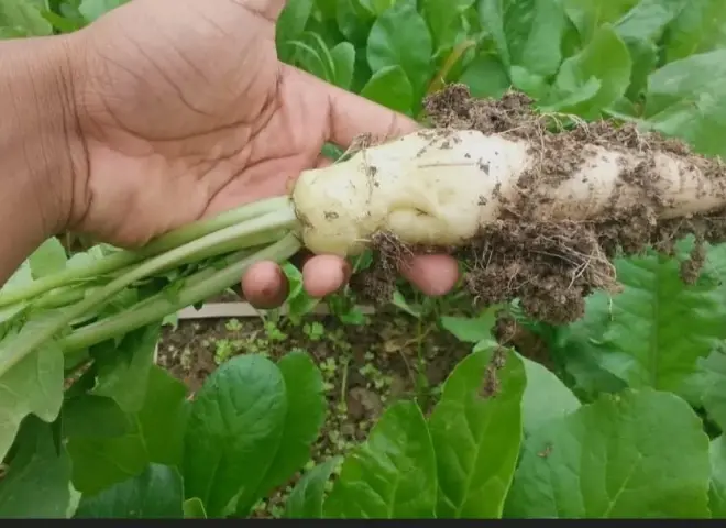 التوصيات الفنية والمعاملات الزراعية لمحصول الفجل خلال شهر ديسمبر