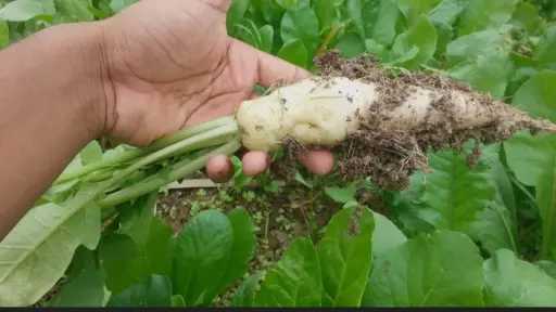 التوصيات الفنية والمعاملات الزراعية لمحصول الفجل خلال شهر ديسمبر