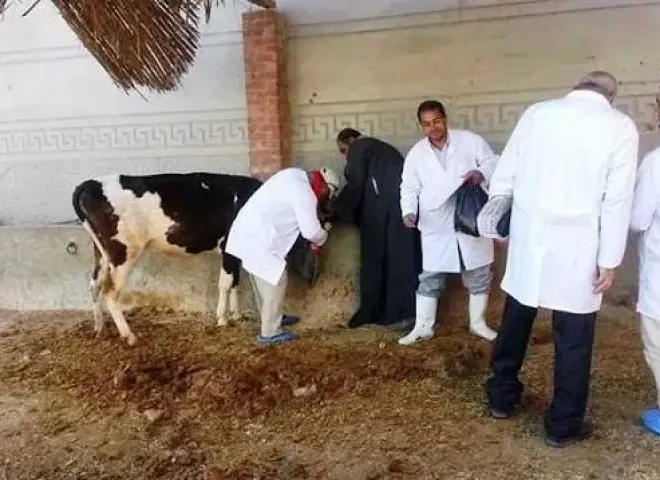 محافظ الجيزة: تحصين 200 ألف رأس ماشية