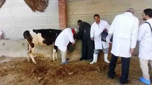 محافظ الجيزة: تحصين 200 ألف رأس ماشية