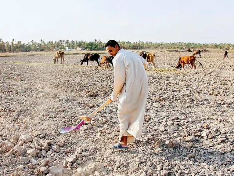 انهيار الزراعة والثروة الحيوانية في العراق.. تفاصيل صادمة