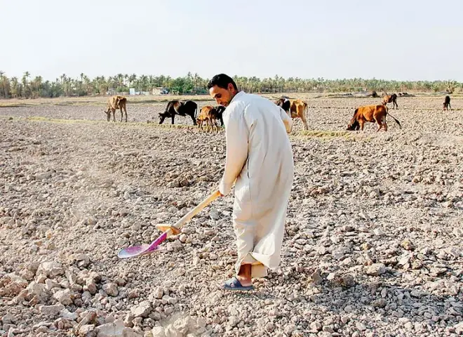 انهيار الزراعة والثروة الحيوانية في العراق.. تفاصيل صادمة