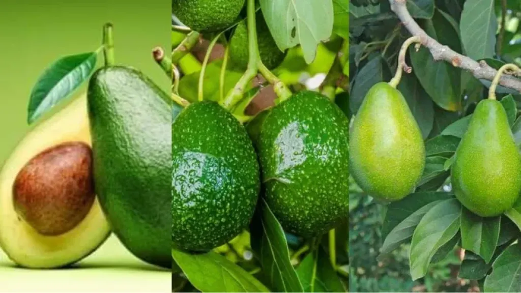 زراعة الأفوكادو في مصر ودليل اختيار أفضل الأصناف