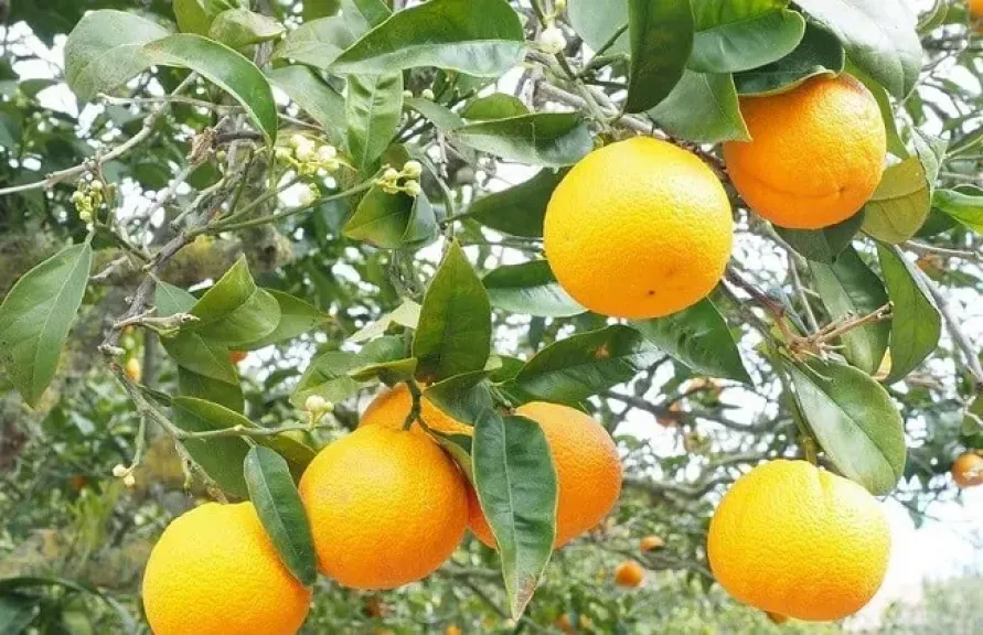 صادرات جنوب افريقيا الزراعية ترتفع وسط توسع قوي في المنتجات الطازجة